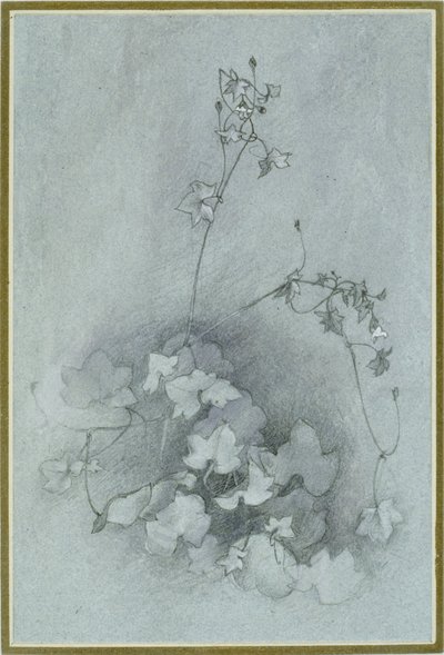 Efeublättriger Mauerblümchen (